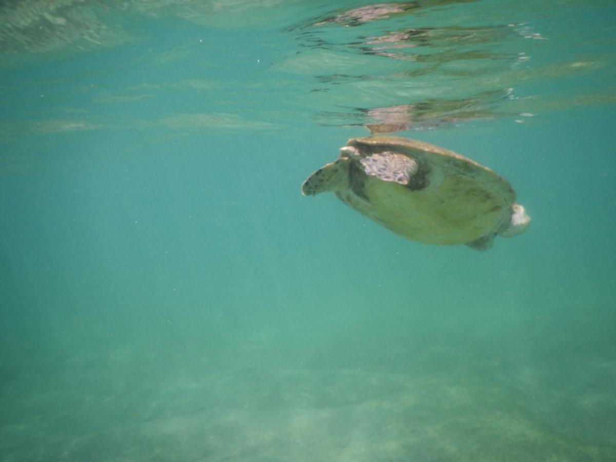 Turtle Bay Beach Resort Mirissa Luaran gambar